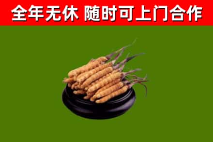 北川县回收散虫草
