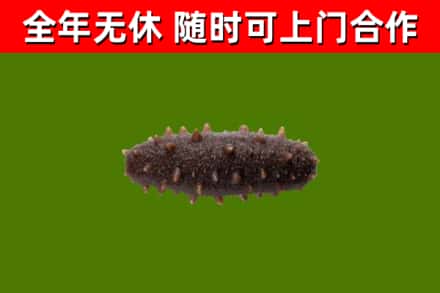 北川县回收海参干